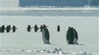 Легкомысленный пингвин (Неправильный пингвин) / Topsy Turvy Penguin (2005 / SATRip)