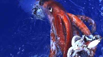 National Geographic - Hunt for the Giant Squid (2012) HDTV 480p x264 - mSD