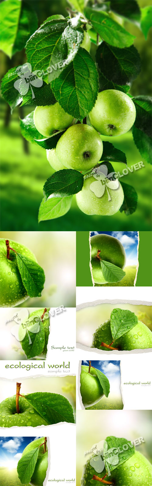 Green apples background 0163