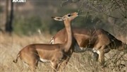      / Wildest Africa Lake Turkana (2012) IPTVRip